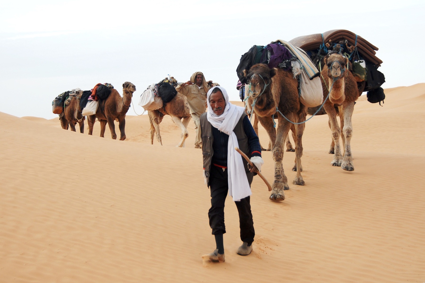Bedouins and Camels